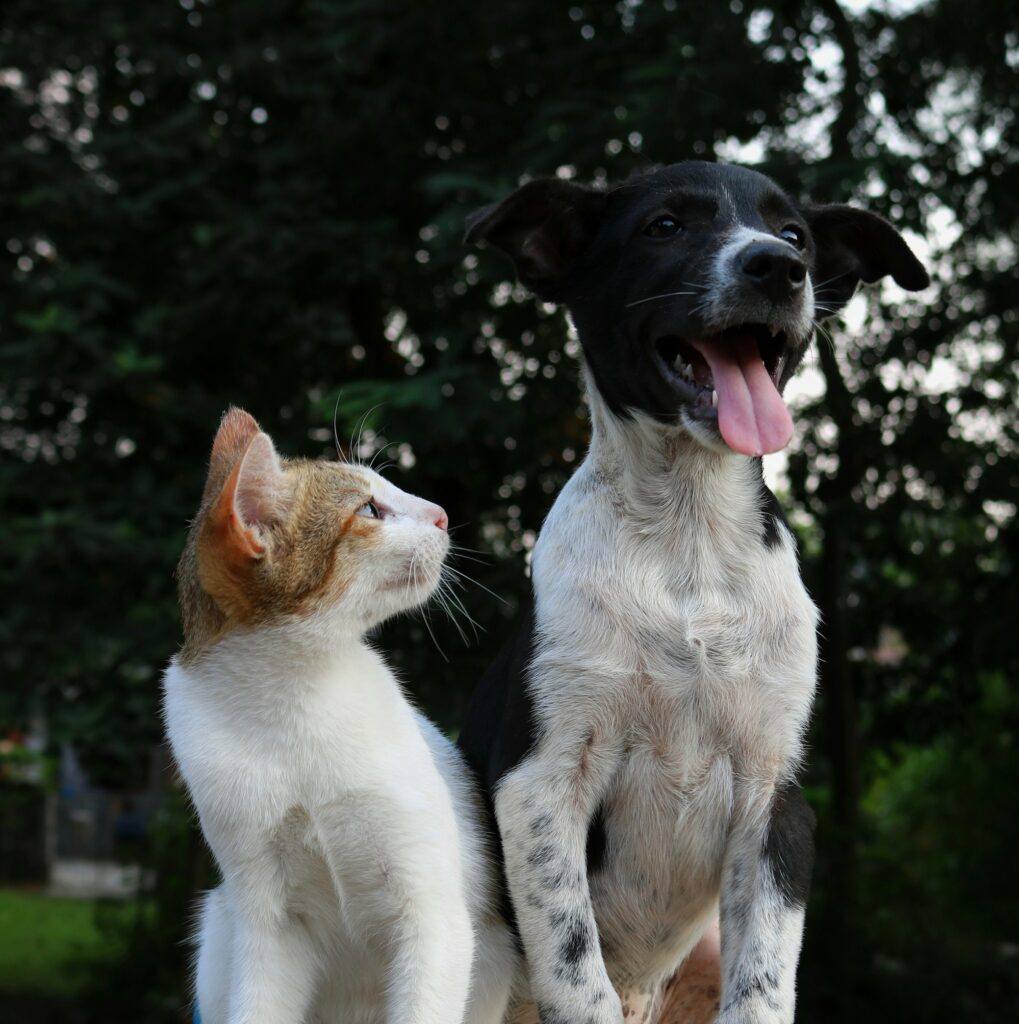 Happy dog and cat together