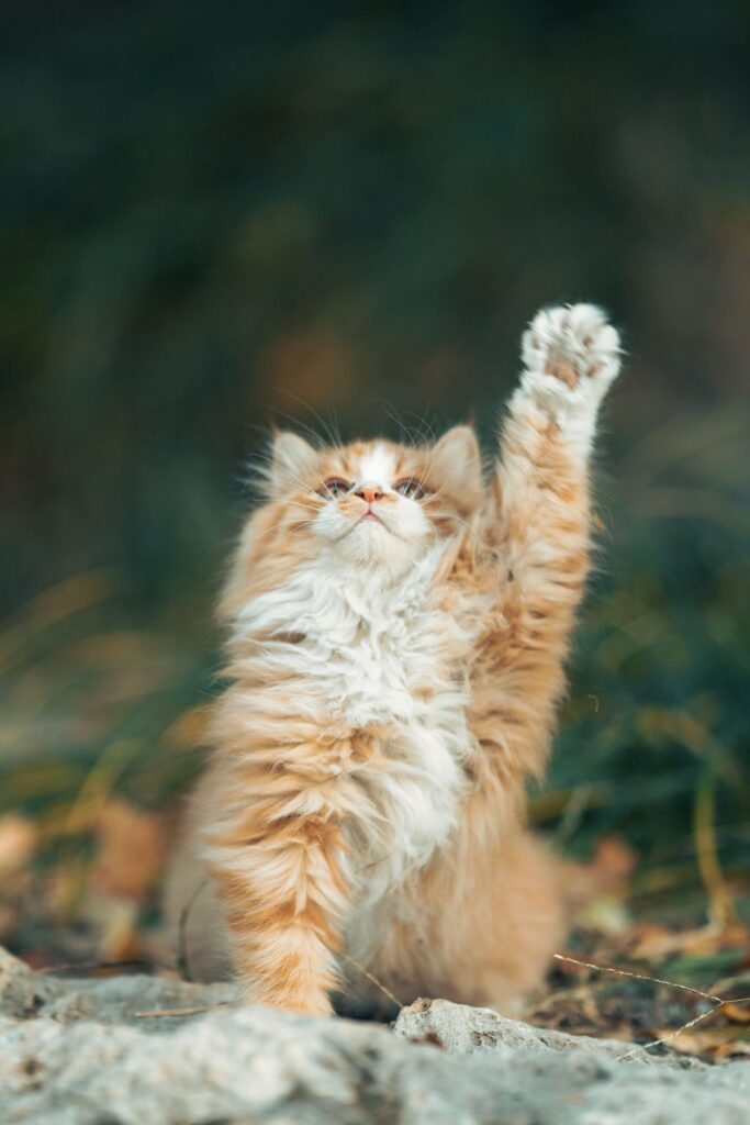 Playful fluffy cat