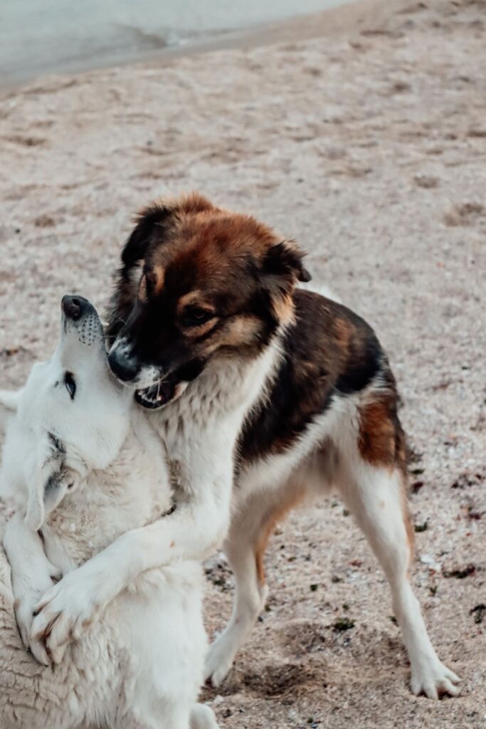 Two dogs playing on beach