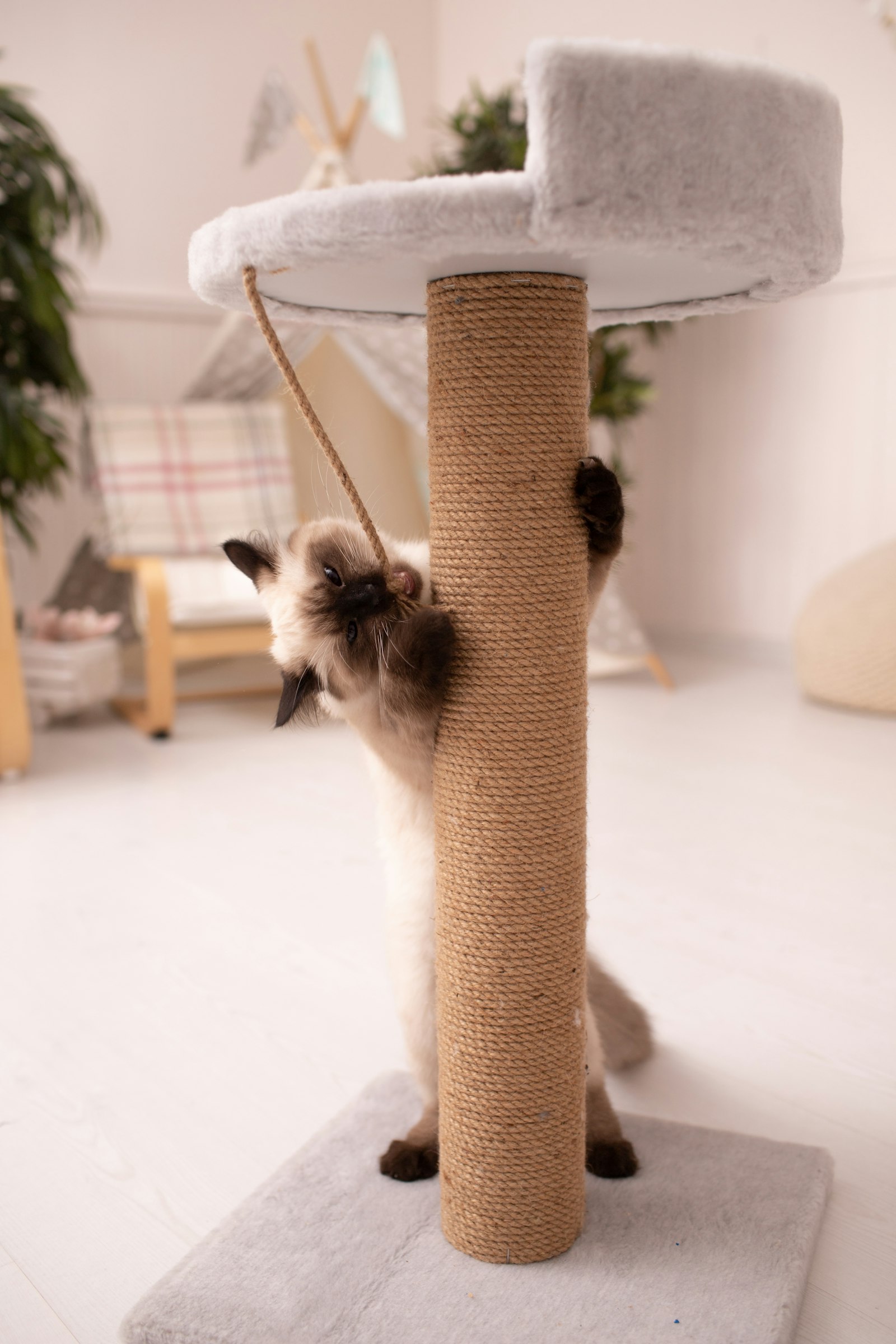 Cat playing with a scratching post in a living room
