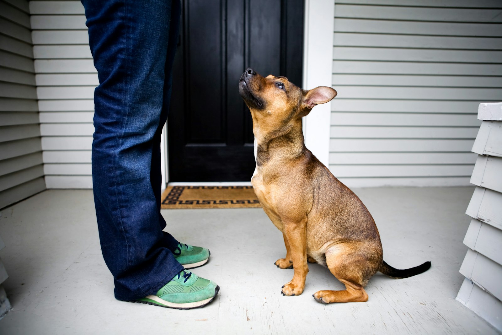 Dog standing calmly and looking up at its owner on a porch