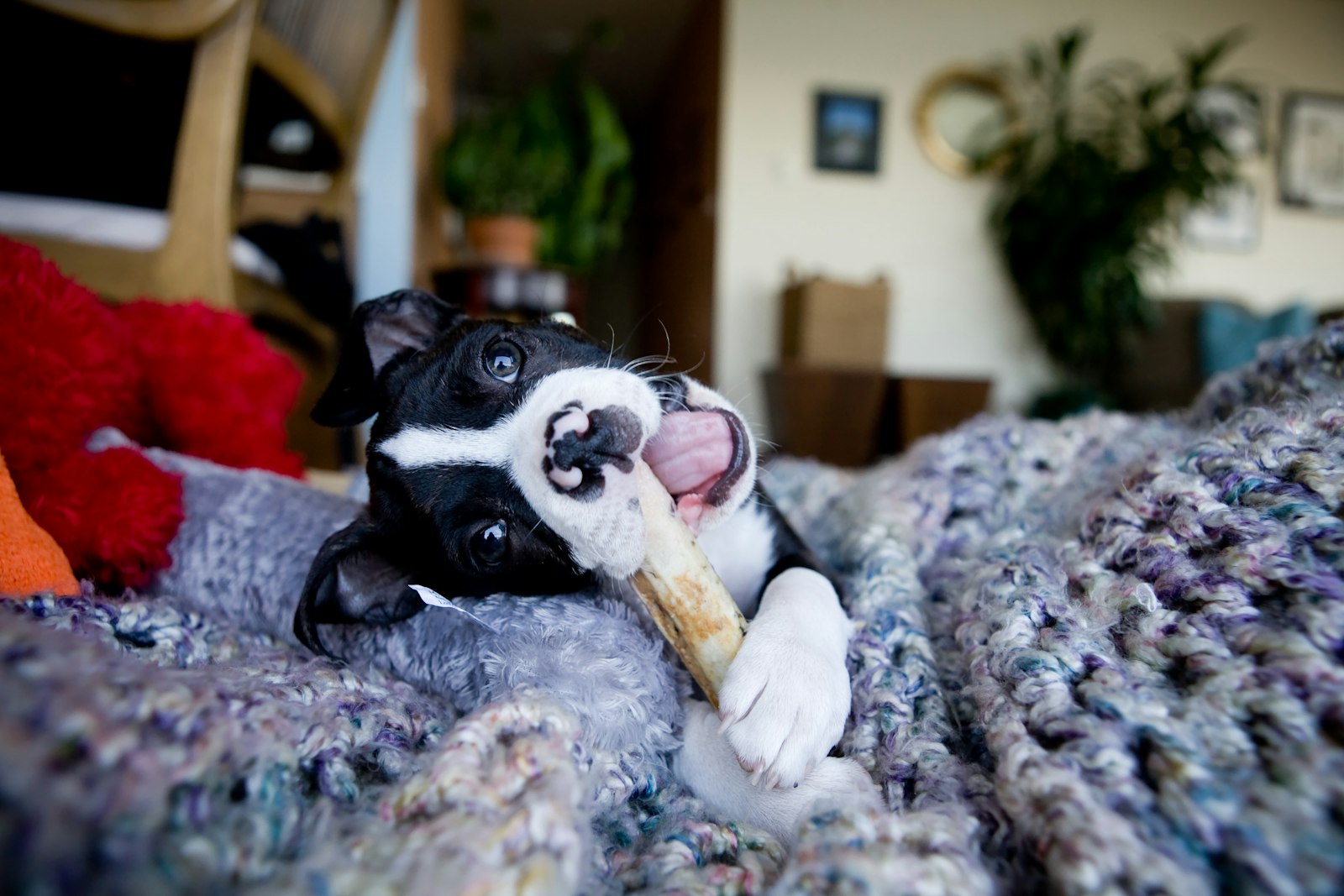 Dog happily chewing on a bone