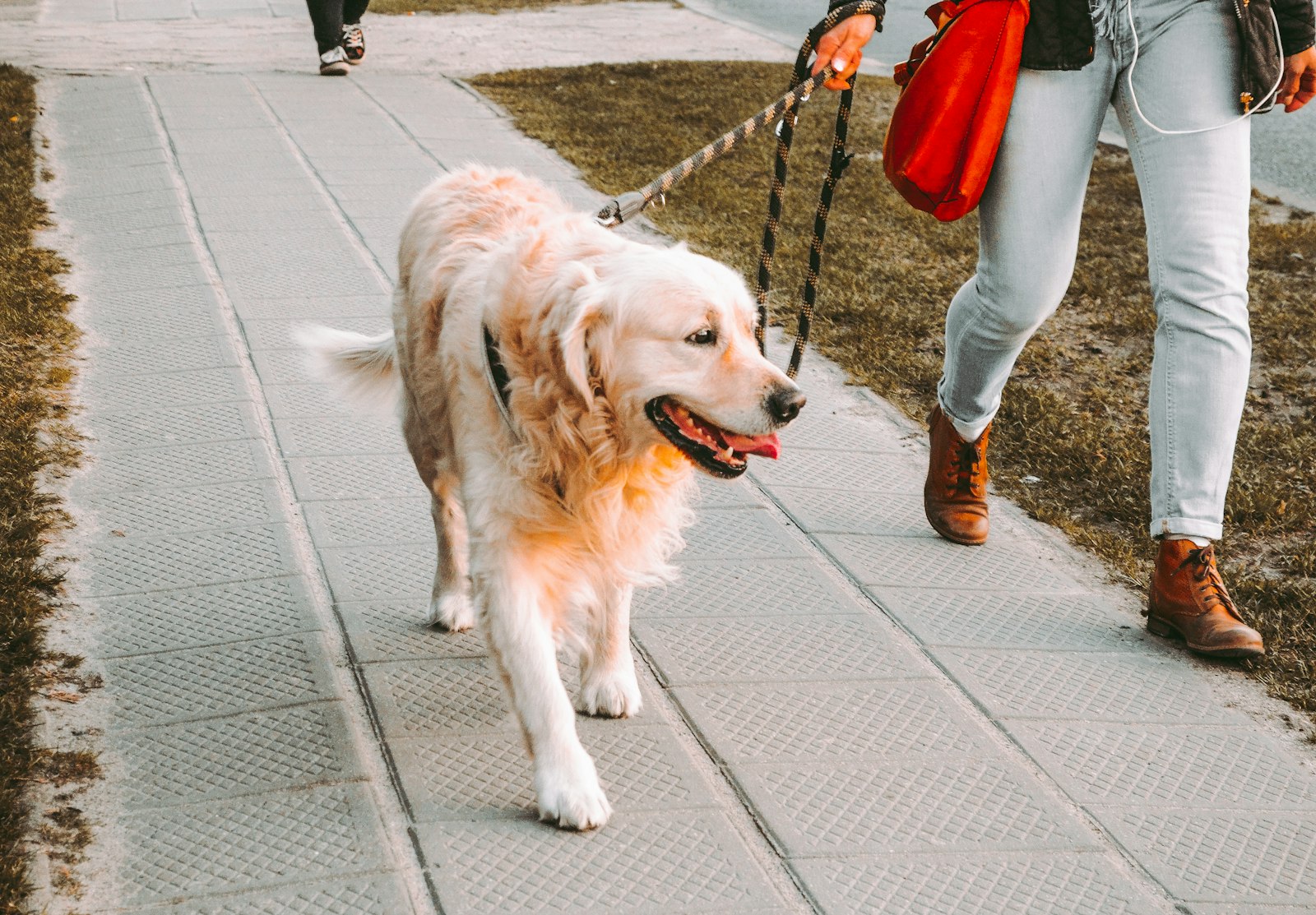 Person walking a golden retriever on a loose leash along a street