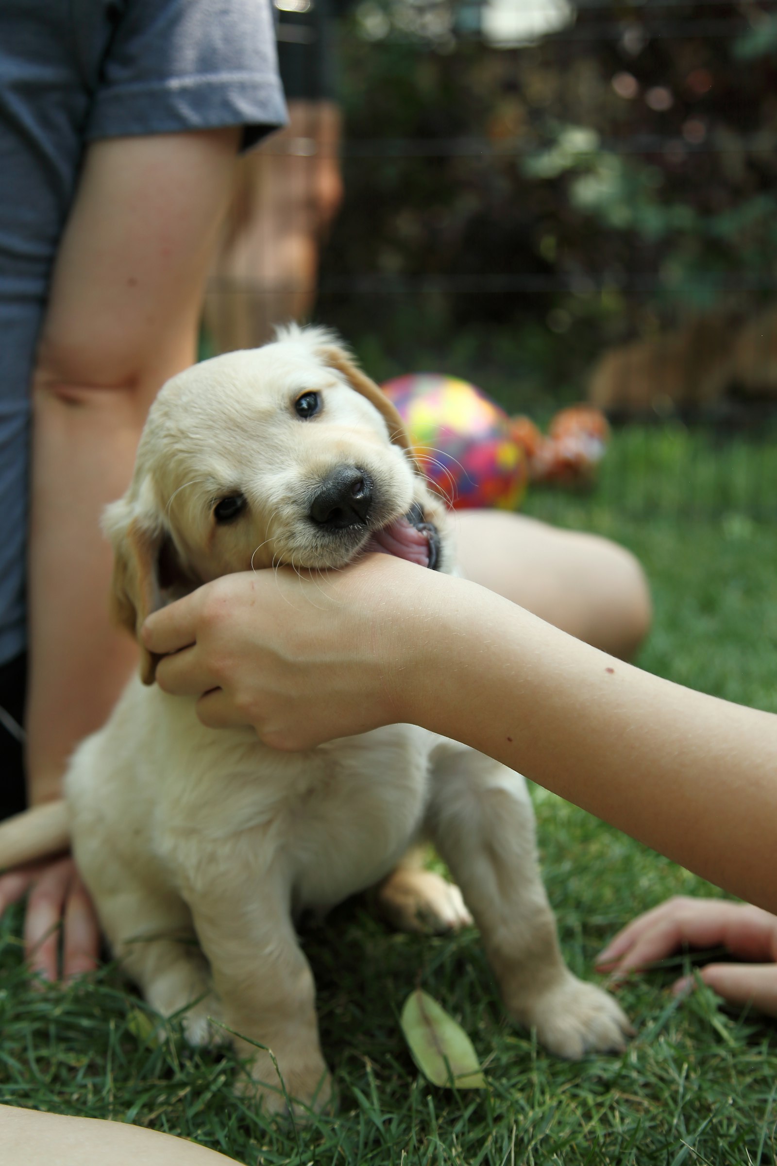 Golden retriever puppy playfully mouthing a person's hand