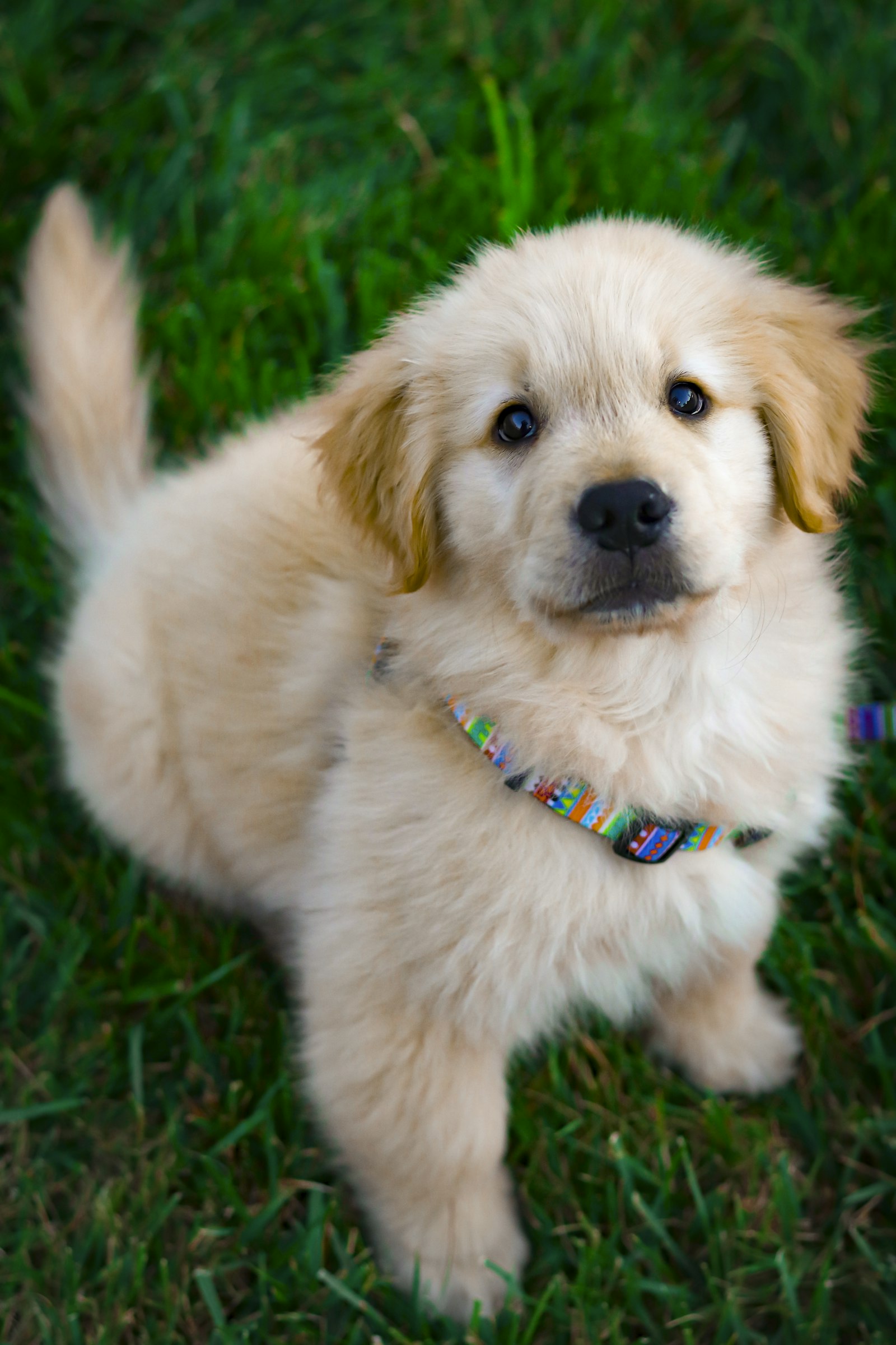 Golden retriever puppy standing on green grass outdoors